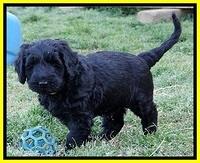 BR pups 6 wks old 120