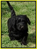 BR pups 6 wks old 550