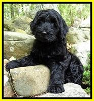 BS  pups 8 wks old 32