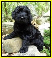 BS  pups 8 wks old 62