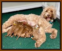 Bree Patrick pups1 week old b 231
