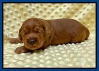 Bree Patrick pups 2 wks old 11