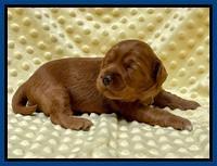 Bree Patrick pups 2 wks old 21