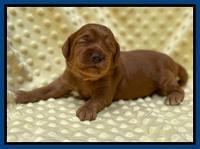 Bree Patrick pups 2 wks old 31