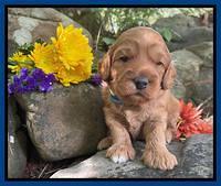 Bree Patrick pups 3 wks old 21
