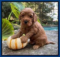 Bree Patrick pups 4 wks old 61