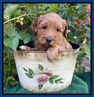 Bree Patrick pups 5 wks old 71
