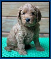 Bree Patrick pups 6 wks old 31