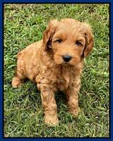 Bree Patrick pups 7 wks old 61