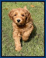 Bree Patrick pups 7 wks old 71