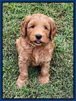 Bree Patrick pups 7 wks old 81