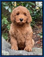 Bree Patrick pups 8 wks old 12152111