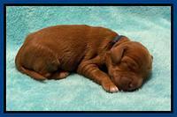 Bree Patrick pups1 week old 21