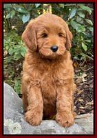 Bree Patrick 8 wks old 101