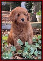 Bree Patrick 8 wks old 71