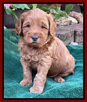 Bree Patrick pups 5 wks old 81