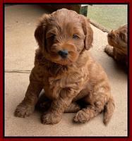 Bree Patrick pups 6 wks old 101