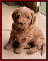 Bree Patrick pups 6 wks old 121