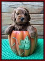 Bree Patrick pups 6 wks old 131