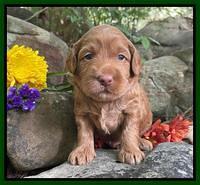 Bree Patrick pups 3 wks old 121