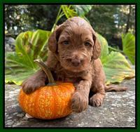 Bree Patrick pups 4 wks old 151