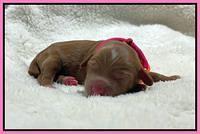 Bree Patrick Newborn 91