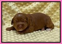 Bree Patrick pups 2 wks old 81