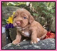 Bree Patrick pups 3 wks old 161