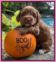 Bree Patrick pups 4 wks old 181