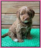 Bree Patrick pups 6 wks old 211