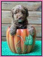 Bree Patrick pups 6 wks old 241