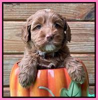 Bree Patrick pups 6 wks old 251