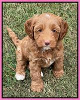 Bree Patrick pups 7 wks old 201