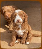 Bree Patrick pups 7 wks old 21