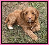 Bree Patrick pups 7 wks old 211