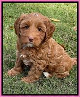 Bree Patrick pups 7 wks old 221