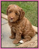 Bree Patrick pups 7 wks old 231