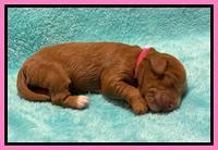 Bree Patrick pups1 week old 121