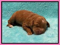 Bree Patrick pups1 week old 131