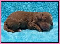 Bree Patrick pups1 week old 141