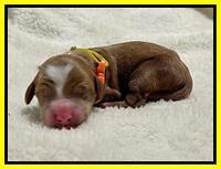 Bree Patrick Newborn 171