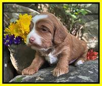 Bree Patrick pups 3 wks old 181