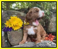 Bree Patrick pups 3 wks old 201