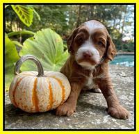 Bree Patrick pups 4 wks old 221