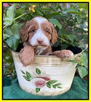 Bree Patrick pups 5 wks old 251