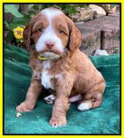 Bree Patrick pups 5 wks old 281