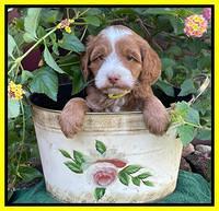 Bree Patrick pups 5 wks old 291