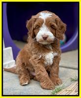 Bree Patrick pups 7 wks old 261