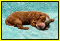 Bree Patrick pups1 week old 221