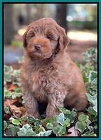 Bree Patrick 8 wks old 151